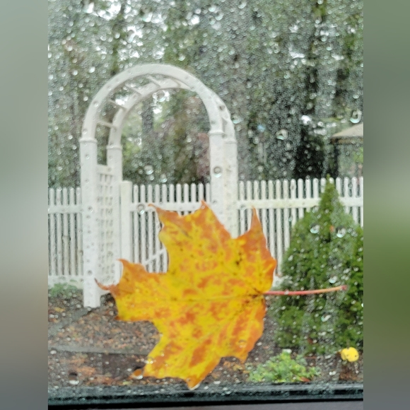 Meet your Posher, Bronwyn - Picture 3 of 3